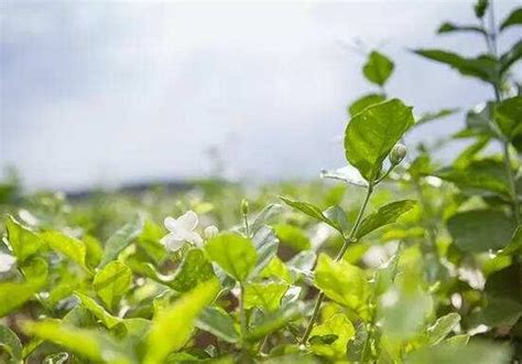 茉莉花可以种在室内吗|茉莉花的种植方法及养护（打造迷人花园）